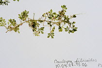 Sample of Green algae {Caulerpa filicoides} from Coral Reef census, Lizard Island, Queensland, Australia, April 2008. To store the algae, specimens are pressed and dried out in a herbarium press, this...