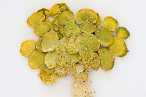 Sample of Green algae from Coral Reef census, Lizard Island, Queensland, Australia, April 2008. To store the algae, specimens are pressed and dried out in a herbarium press, this simple process preser...