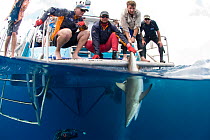 Richard Fitzpatrick releases Grey reef shark {Carcharhinus amblyrhynchos} after inserting transmitter into its belly, as part of the Coral Reef census, Lizard Island, Queensland, Australia, April 2008