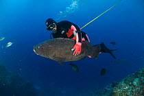 Lyle Squire releasing a Potato grouper / cod {Epinephelus tukula} after inserting a radio transmitter into its belly, as part of the Coral Reef census, Lizard Island, Queensland, Australia, April 2008