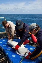Richard Fitzpatrick sewing up a Grey reef shark {Carcharhinus amblyrhynchos} after inserting transmitter into its belly, as part of the Coral Reef census, Lizard Island, Queensland, Australia, April 2...