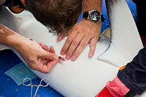Richard Fitzpatrick sewing up a Grey reef shark {Carcharhinus amblyrhynchos} after inserting transmitter into its belly, as part of the Coral Reef census, Lizard Island, Queensland, Australia, April 2...