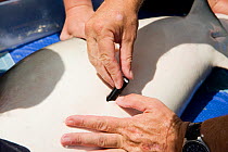 Richard Fitzpatrick inserting radio transmitter into skin of Grey reef shark {Carcharhinus amblyrhynchos} part of the Coral Reef census, Lizard Island, Queensland, Australia, April 2008