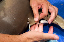 Richard Fitzpatrick inserting depth and time recording device to base of dorsal fin of Grey reef shark {Carcharhinus amblyrhynchos} part of the Coral Reef census, Lizard Island, Queensland, Australia,...