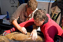 Richard Fitzpatrick inserting radio transmitter into belly of Potato grouper / cod {Epinephelus tukula} as part of the Coral Reef census, Lizard Island, Queensland, Australia, April 2008