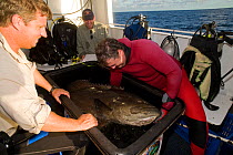 Richard Fitzpatrick inserting radio transmitter into belly of Potato grouper / cod {Epinephelus tukula} as part of the Coral Reef census, Lizard Island, Queensland, Australia, April 2008