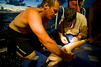 Richard Fitzpatrick inserting radio transmitter into skin of Grey reef shark {Carcharhinus amblyrhynchos} part of the Coral Reef census, Lizard Island, Queensland, Australia, April 2008