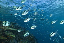 Sergeant Major Damsel Fish (Abudefduf saxatilis) schooling over reef top, Great Barrier Reef, Indo-pacific