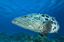 Potato grouper / cod (Epinephelus tukula) Indo-pacific