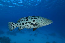 Potato grouper / cod (Epinephelus tukula) Indo-pacific