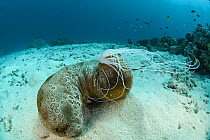 Sea cucumber {Holothuroidea} showing Cuvieren tube system excreted from anus in defense, Indo-pacific