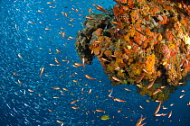 RF- Juvenile schooling fish on coral reef, Indo-pacific. (This image may be licensed either as rights managed or royalty free.)