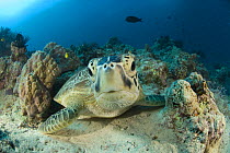 Green turtle {Chelonia mydas} Indo-pacific