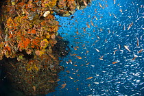 Juvenile schooling fish on coral reef, Indo-pacific