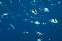 Large schooling group of Sergeant Major fish /  pntano {Abudefduf saxatilis} Indo-pacific