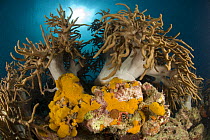 Soft coral colony and sponges on coral reef, Indo-pacific
