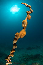 Whip coral covered in colonial sea anemones, Indo-pacific