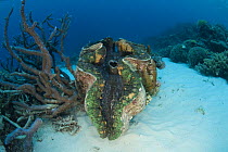 Giant clam {Tridacna gigas} on seabed, Indo-pacific