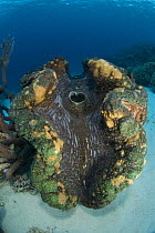Giant clam {Tridacna gigas} on seabed, Indo-pacific
