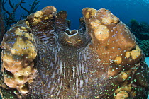 Syphon of Giant clam {Tridacna gigas} on seabed, Indo-pacific