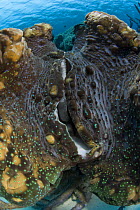 Mantle of Giant clam {Tridacna gigas} on seabed, Indo-pacific