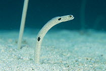 Spotted garden eel {Heteroconger hassi} Indo-pacific