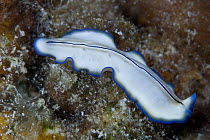 Flatworm {Platyhelmintha} Indo-pacific
