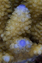Close-up of an Acropora coral, Indo-pacific