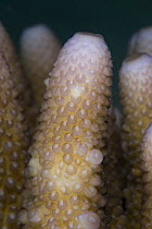 Close-up of an Acropora coral, Indo-pacific