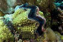 Clam {Tridacna sp} encrusted with corals, Indo-pacific