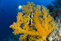 Two Masked bannerfish {Heniochus monoceros} beside Giant yellow soft coral with diver in background, Indo-pacific