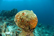 Coral rubble caused by 2002 coral bleaching, Indo-pacific