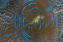 Detail of  mantle of Giant clam {Tridacna gigas} Indo-pacific