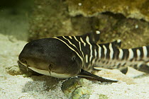 Zebra shark (Stegostoma fasciatum) newly hatched from egg case, Indo-pacific