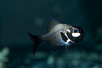 Flashlight fish {Anomalopidae} Indo-pacific