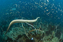 Olive brown seasnake {Aipysurus laevis} swimming underwater amongst fish, Indo-pacific