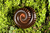 Giant millipede {Diplopoda} coiled, Philippines
