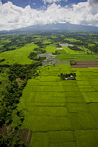 Aerial view of rice paddy fields, Ocampo, Camarines Sur, Luzon, Philippines 2008