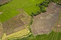 Aerial view of rice paddy fields, near Mt. Isarog, Camarines Sur, Luzon, Philippines 2008