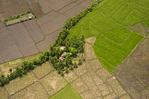 Aerial view of rice paddy fields, near Mt. Isarog, Camarines Sur, Luzon, Philippines 2008