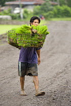 Farmer carries rice seedlings ready for planting, Camarines Sur, Luzon, Philippines 2008
