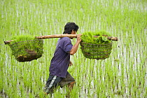 Farmer carries rice seedlings ready for planting, through paddy field, Camarines Sur, Luzon, Philippines 2008