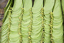 Leaves used for betelnut chewing, Camarines Sur, Luzon, Philippines 2008