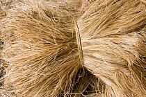 Abaca fibre {Musa textilis} harvested and used in paper production, Camarines Sur, Luzon, Philippines 2008