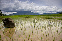 Freshly planted rice in paddy field, Camarines Sur, Luzon, Philippines 2008