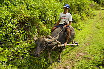 Man on his trusted carabao (water buffalo) riding home from a day's work in the rice fields, Camarines Sur, Luzon, Philippines 2008