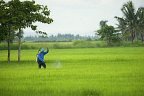 Farmer spraying fertilizer in rice field, Camarines Sur, Luzon, Philippines 2008