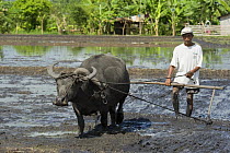 Farmer and his trusted carabao (water buffalo) ploughing the fields to prepare it for planting rice, Camarines Sur, Luzon, Philippines 2008