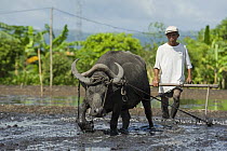 Farmer and his trusted carabao (water buffalo) ploughing field to prepare it for planting rice, Camarines Sur, Luzon, Philippines 2008.