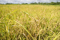 Rice grains on rice stalk in different stages of ripening. Once the whole field is golden, then harvesting will soon commence, Camarines Sur, Luzon, Philippines 2008